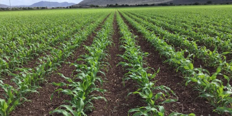 EL CAMPO MEXICANO, REZAGADO “POR LOS SIGLOS DE LOS SIGLOS”