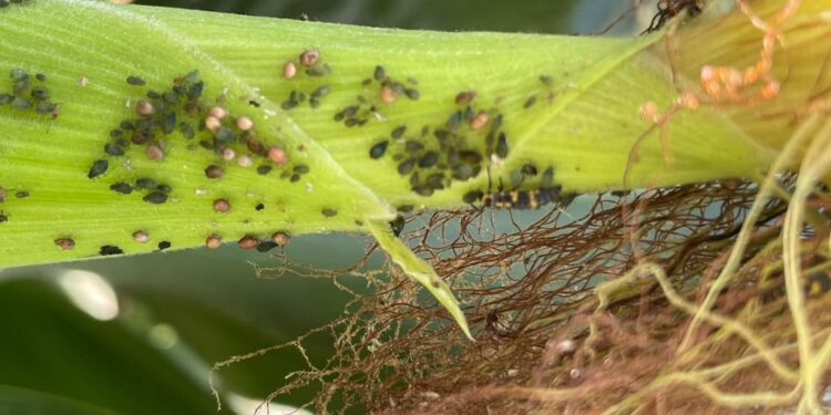 PARA EL PRESIDENTE LÓPEZ OBRADOR, EL CAMPO NO EXISTE