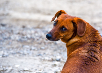 Hombre golpea y lanza a un perrito desde un segundo piso en Huejotzingo