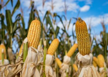 MÉXICO CONTRA LA PARED EN EL TEMA DE MAÍZ TRANSGÉNICO POR INCONSCIENCIA DEL ALA RADICAL DEL GOBIERNO: UMFFAAC