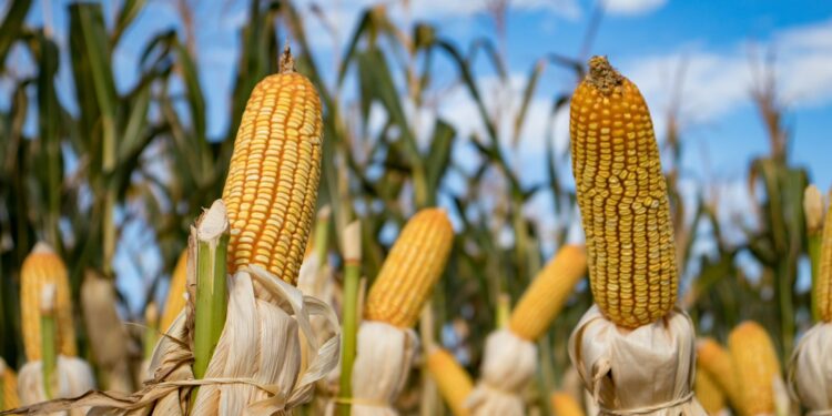 MÉXICO CONTRA LA PARED EN EL TEMA DE MAÍZ TRANSGÉNICO POR INCONSCIENCIA DEL ALA RADICAL DEL GOBIERNO: UMFFAAC