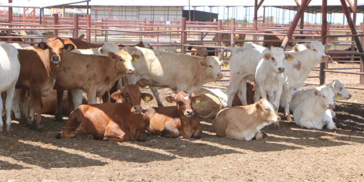 Certificaran a Coahuila como entidad confiable para exportación de ganado hacia EU