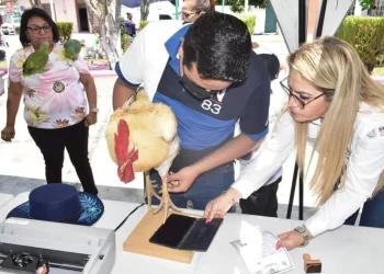 ¿CURP y acta de nacimiento para mascotas?