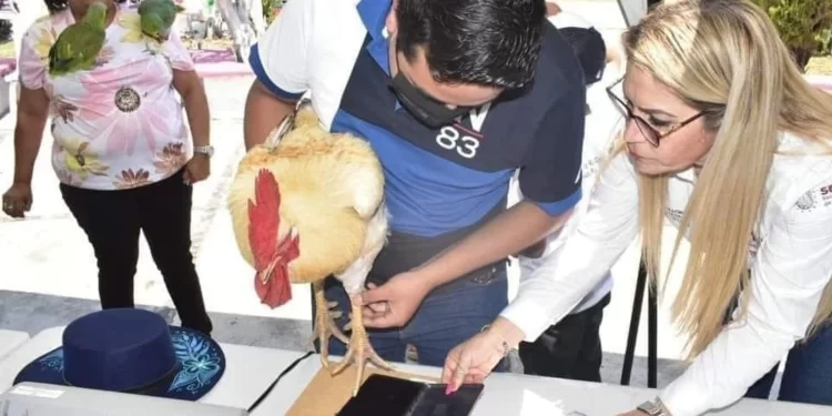 ¿CURP y acta de nacimiento para mascotas?