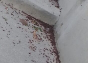 Llaman a no hacer daño a las hormigas voladoras que empiezan a verse por toda la ciudad