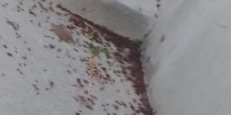 Llaman a no hacer daño a las hormigas voladoras que empiezan a verse por toda la ciudad