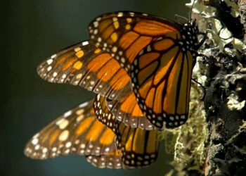 Se coordinan SEMA y municipio para las actividades de bienvenida de la mariposa monarca