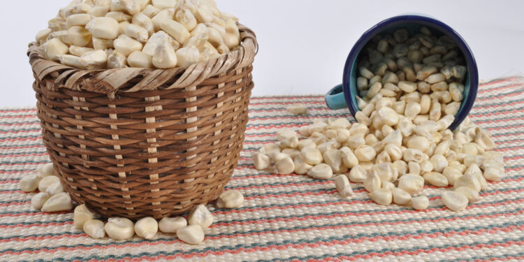 Garantiza Agricultura abasto de maíz cacahuacintle para los festejos patrios