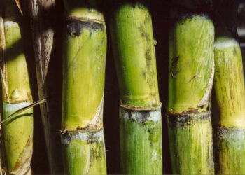 Mantiene México superávit comercial de azúcar de caña