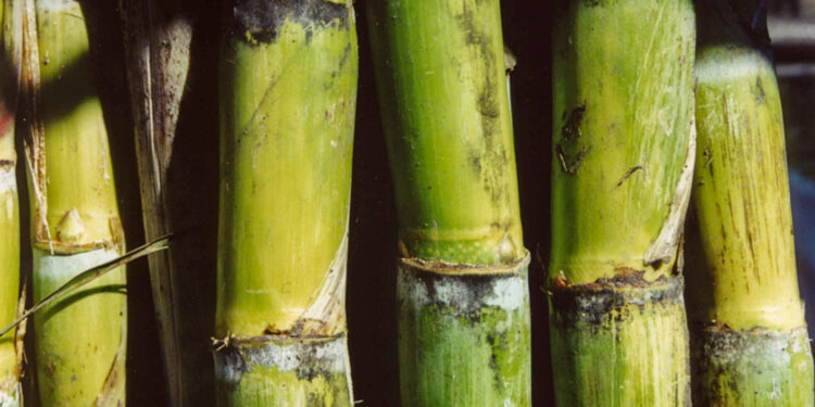 Mantiene México superávit comercial de azúcar de caña