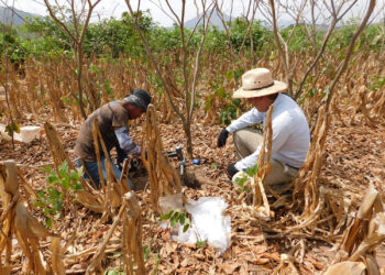 Alista Agricultura primera biofábrica en beneficio de suelos y cultivos