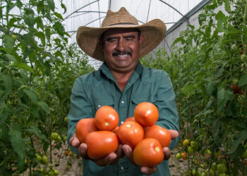 Chile, cebolla y jitomate, el tricolor de las fiestas patrias: Agricultura