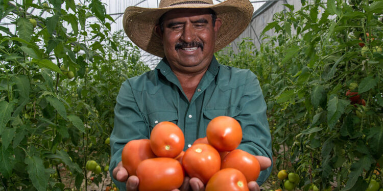Chile, cebolla y jitomate, el tricolor de las fiestas patrias: Agricultura