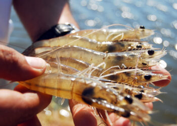 nicia temporada de captura de camarón en el océano Pacífico: Agricultura
