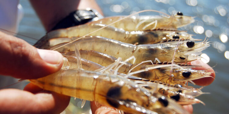 nicia temporada de captura de camarón en el océano Pacífico: Agricultura