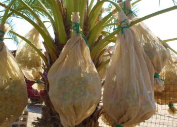 Destaca México como tercer productor mundial de dátil medjool