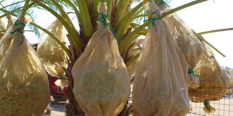 Destaca México como tercer productor mundial de dátil medjool