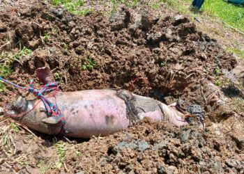 INDOLENCIA DE SEMARNAT PROVOCA LA MUERTE DE 147 MANATÍES