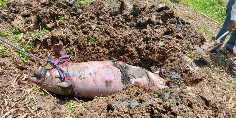 INDOLENCIA DE SEMARNAT PROVOCA LA MUERTE DE 147 MANATÍES