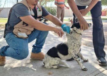 Anuncia la SS la 2ª semana nacional de vacunación antirrábica
