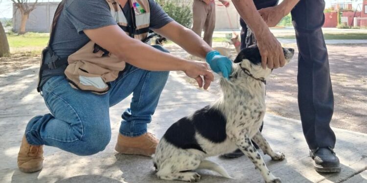 Anuncia la SS la 2ª semana nacional de vacunación antirrábica