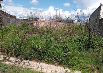 Actúan en contra de dueños de lotes baldíos que están en abandono