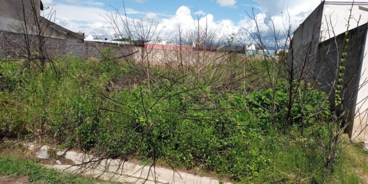 Actúan en contra de dueños de lotes baldíos que están en abandono
