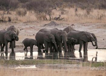 Elefantes y humanos pelearan por el agua