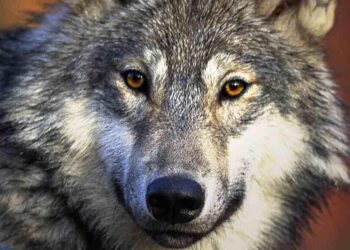 ZOOLÓGICO SAHUATOBA SE TRANSFORMA EN UN CENTRO DE RESCATE DE VIDA SILVESTRE Y PROTECCIÓN ANIMAL