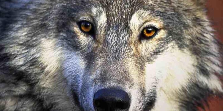 ZOOLÓGICO SAHUATOBA SE TRANSFORMA EN UN CENTRO DE RESCATE DE VIDA SILVESTRE Y PROTECCIÓN ANIMAL