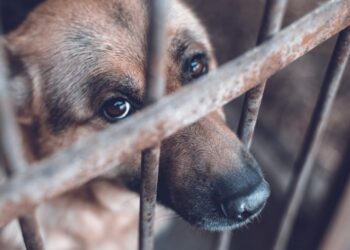 Aumentarán castigos contra agresores de animales en Coahuila