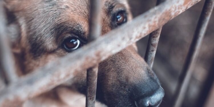 Aumentarán castigos contra agresores de animales en Coahuila