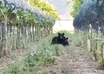 ‘Visitan’ osos bodega de vinos en la sierra de Arteaga