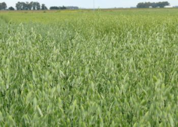 Preparan apoyos para productores de avena forrajera