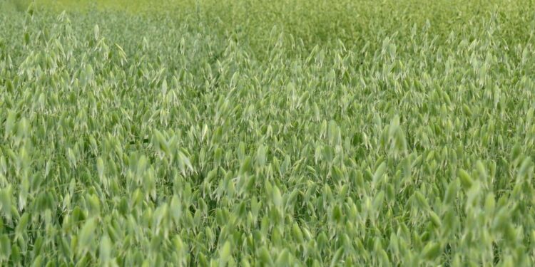 Preparan apoyos para productores de avena forrajera