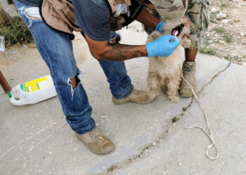 Programan jornada de vacunación contra la rabia