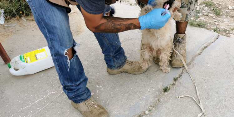 Programan jornada de vacunación contra la rabia