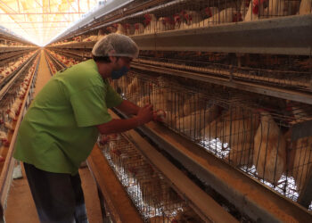 Trazan Agricultura y productores líneas de acción para salvaguardar la industria avícola