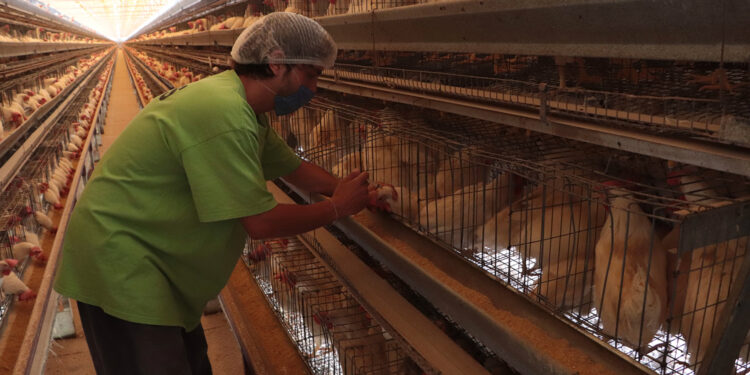 Trazan Agricultura y productores líneas de acción para salvaguardar la industria avícola