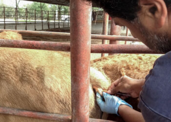 Capacitan Agricultura y Salud a técnicos para fortalecer diagnóstico de rabia paralítica y urbana (Video)