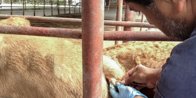 Capacitan Agricultura y Salud a técnicos para fortalecer diagnóstico de rabia paralítica y urbana (Video)