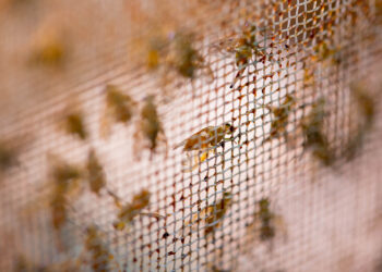 Cumple 30 años de operación Planta de Cría y Esterilización de Moscas endémicas de la Fruta