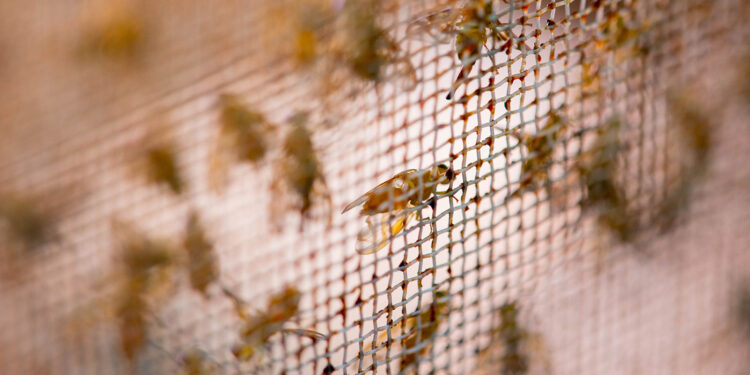 Cumple 30 años de operación Planta de Cría y Esterilización de Moscas endémicas de la Fruta