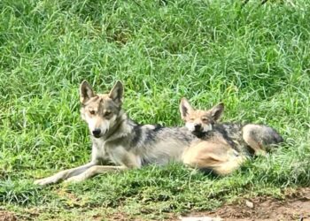 ZOOLÓGICOS DE DURANGO PODRÍAN SUMARSE AL PROGRAMA DE CONSERVACIÓN DEL LOBO MEXICANO