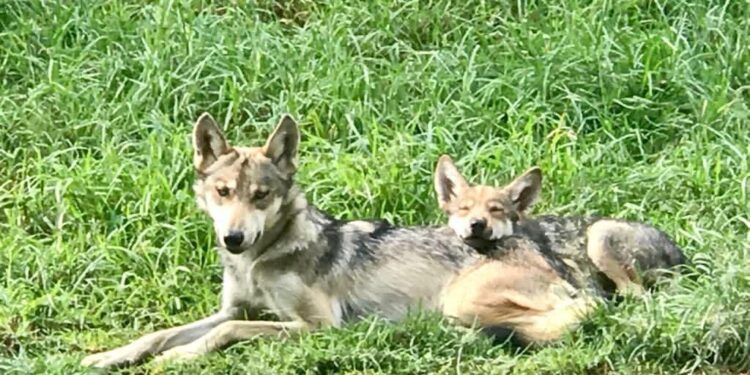 ZOOLÓGICOS DE DURANGO PODRÍAN SUMARSE AL PROGRAMA DE CONSERVACIÓN DEL LOBO MEXICANO