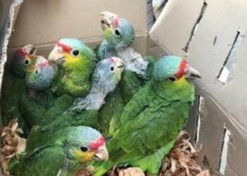 SEMARNAT FOMENTA EL TRÁFICO ILEGAL DE ESPECIES: AZCARM