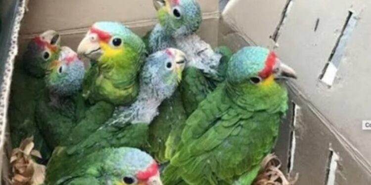 SEMARNAT FOMENTA EL TRÁFICO ILEGAL DE ESPECIES: AZCARM