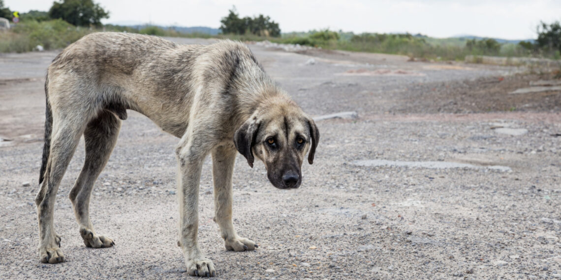 street dog