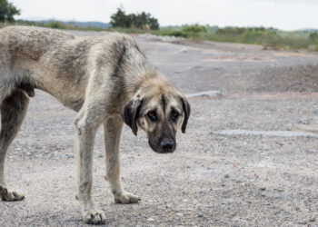 Fanatismo o defensores