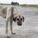 street dog